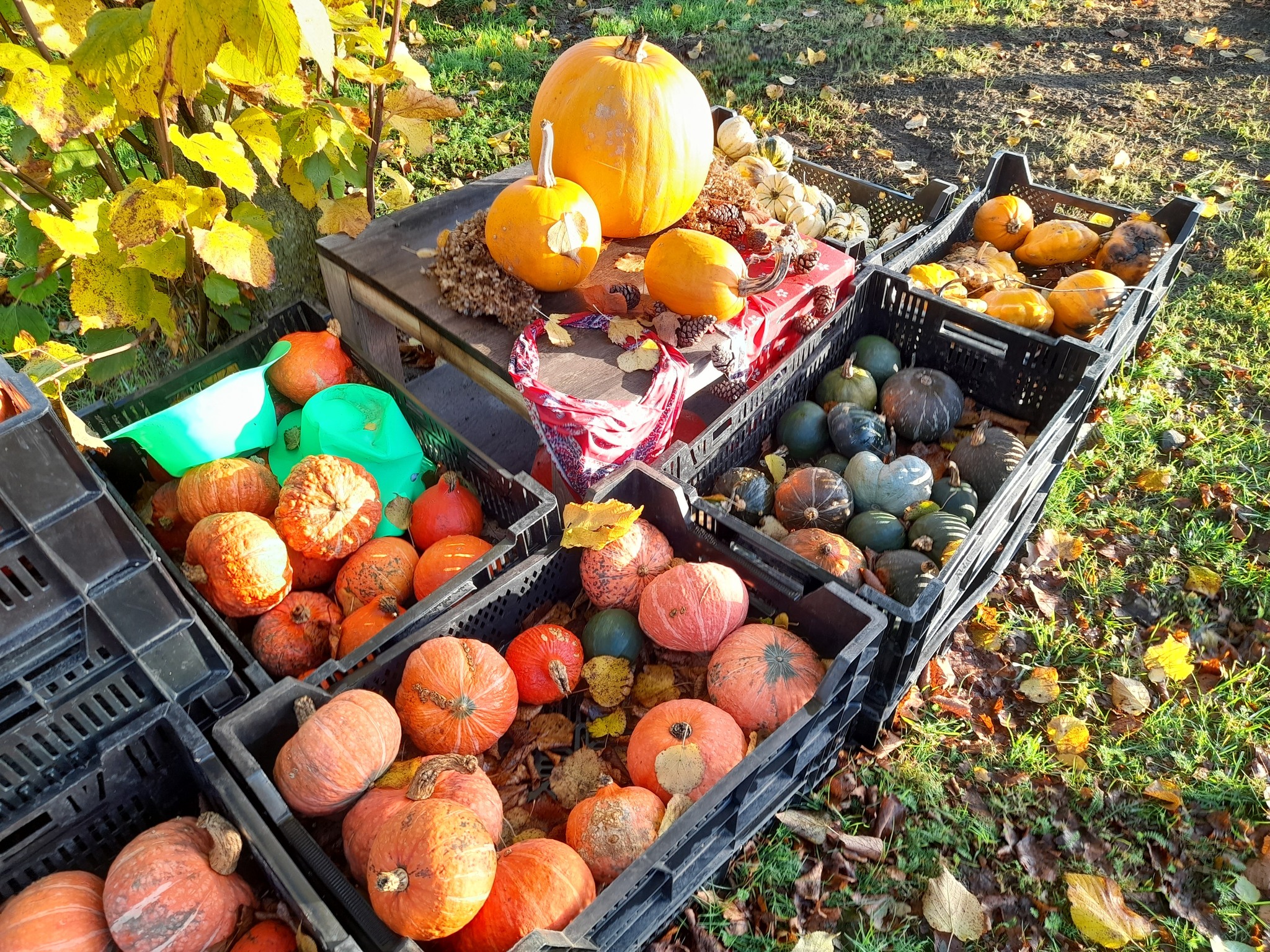 Uitverkoop pompoenen bij Boerderijwinkel Lensink in Lintelo